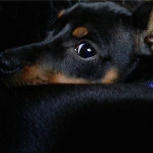 Meet your Posher, Debbie